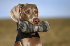 Weimaraner retrieves Dummy