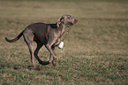 playing Weimaraner