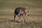 playing Weimaraner