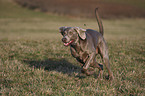 running Weimaraner