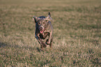 running Weimaraner