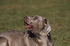 barking Weimaraner