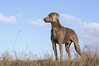 Weimaraner