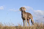 Weimaraner