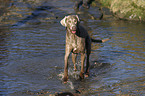 Weimaraner