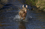 running Weimaraner