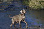 Weimaraner