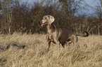 Weimaraner