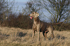 Weimaraner