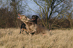 Weimaraner