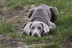 lying Weimaraner