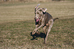 running Weimaraner