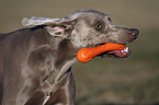 Weimaraner Portrait