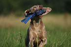 running Weimaraner