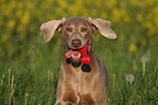 playing Weimaraner