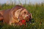 playing Weimaraner