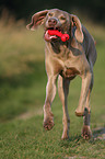 running Weimaraner