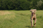 running Weimaraner