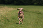 running Weimaraner