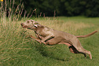 running Weimaraner