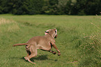 running Weimaraner