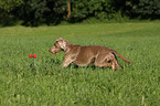 playing Weimaraner