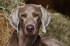 Weimaraner Portrait