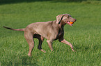 female Weimaraner