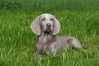 Weimaraner puppy