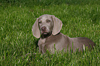 Weimaraner puppy