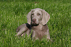 Weimaraner puppy