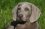 Weimaraner puppy