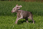 Weimaraner puppy