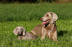 Weimaraner puppy