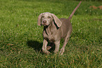 Weimaraner puppy