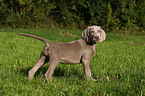 Weimaraner puppy