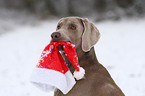 Weimaraner Portrait