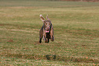 running Weimaraner