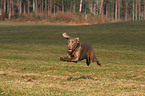 running Weimaraner