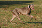 running Weimaraner