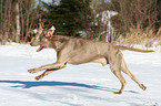 Weimaraner in snow