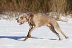 Weimaraner in snow