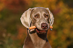 Weimaraner Portrait