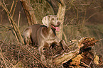 shorthaired Weimaraner