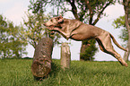 jumping Weimaraner