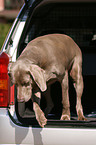 Weimaraner in car trunk