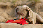 Weimaraner puppy