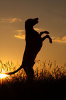 Weimaraner at sundown