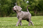 Weimaraner Puppy