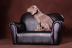 Weimaraner Puppy